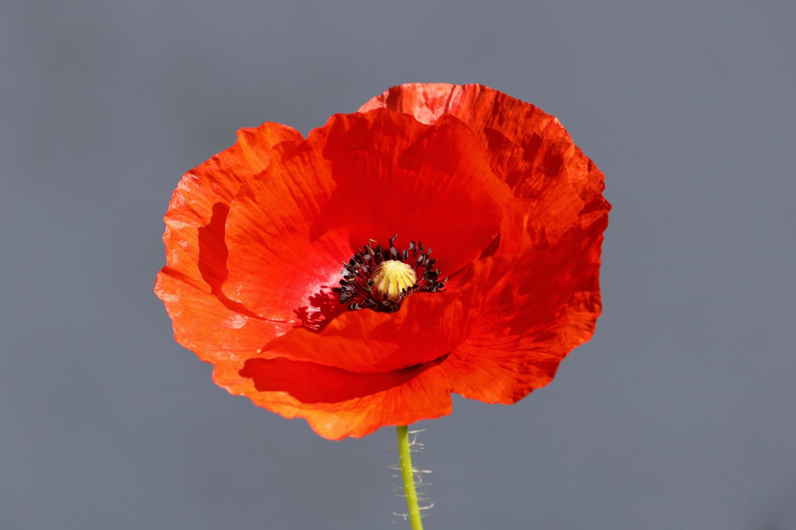 150-600mm F5-6.3 DG OS HSM | Contemporary 015 sample photo. Klatschmohn, poppy, poppy flower photography