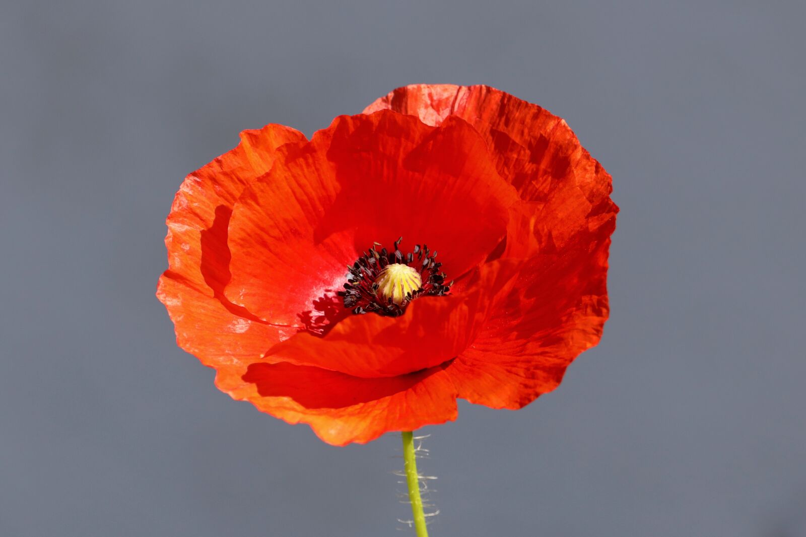 Canon EOS R + 150-600mm F5-6.3 DG OS HSM | Contemporary 015 sample photo. Klatschmohn, poppy, poppy flower photography