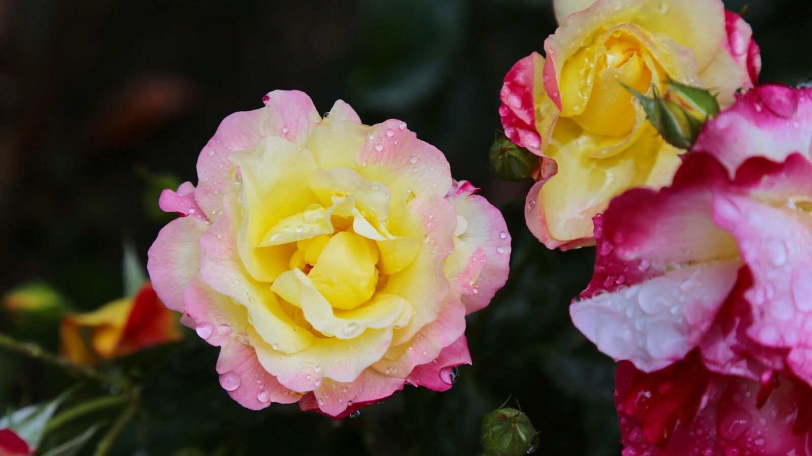 Canon EOS 6D + Canon EF 24-105mm F4L IS USM sample photo. Japan, rose, flowers photography