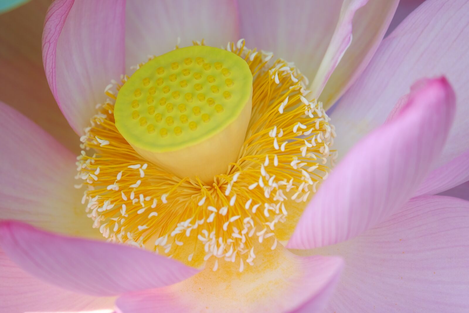 Fujifilm XF 55-200mm F3.5-4.8 R LM OIS sample photo. Flower, lotus, petals photography