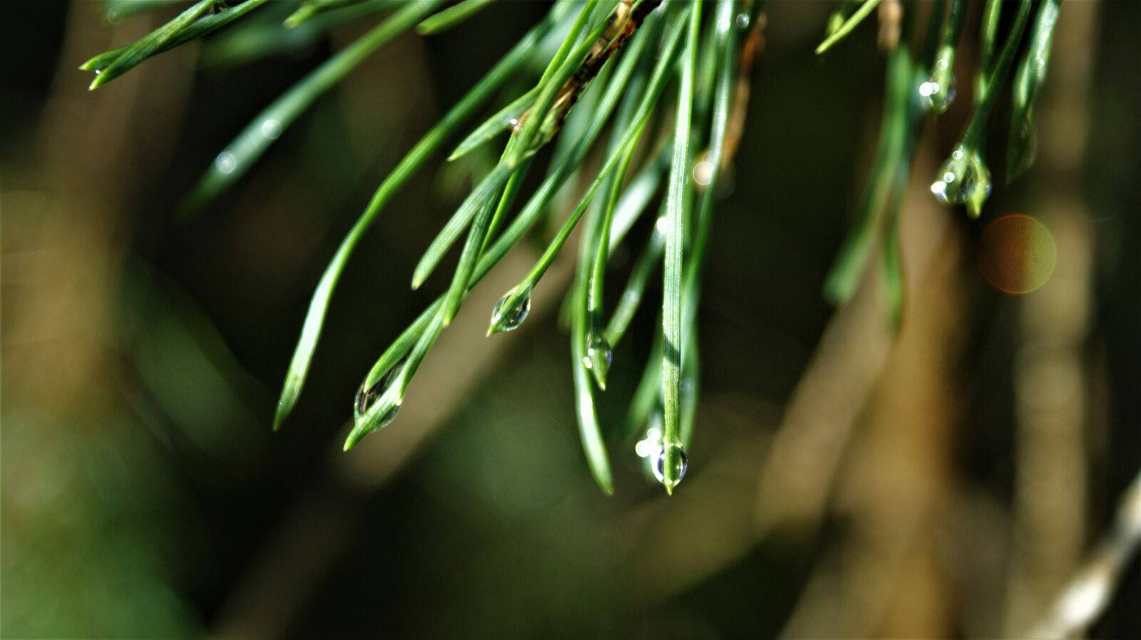 Sony Alpha DSLR-A350 sample photo. Drops, sunlight, forest photography