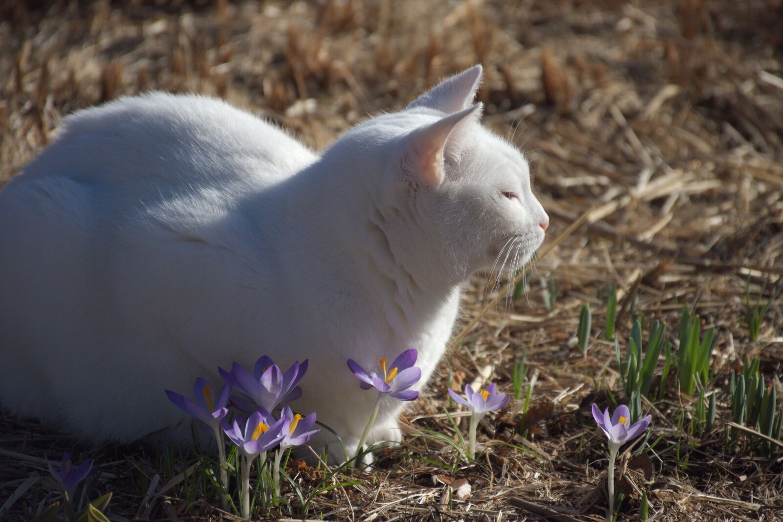 Nikon D7200 sample photo. Cat, crocus, spring photography