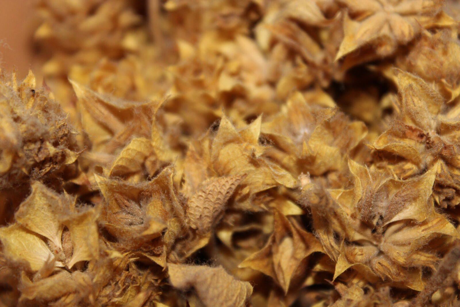 Canon EOS 600D (Rebel EOS T3i / EOS Kiss X5) sample photo. Dust, leaves, tea photography
