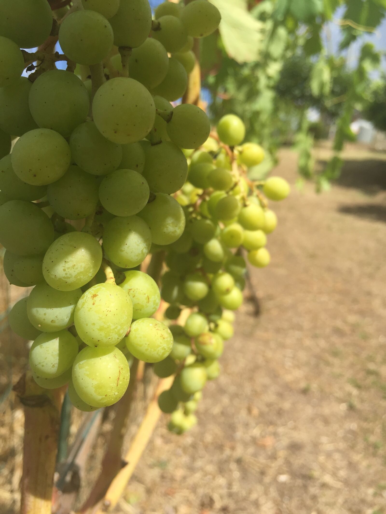 iPhone 6 back camera 4.15mm f/2.2 sample photo. Grapes, vine, wine photography