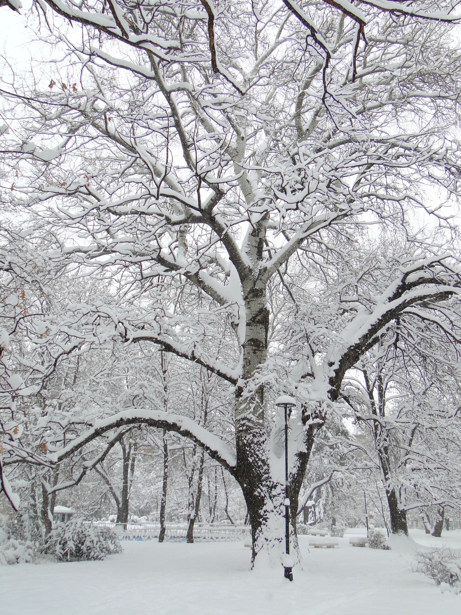 Sony Cyber-shot DSC-HX1 sample photo. Winter, tree, park photography