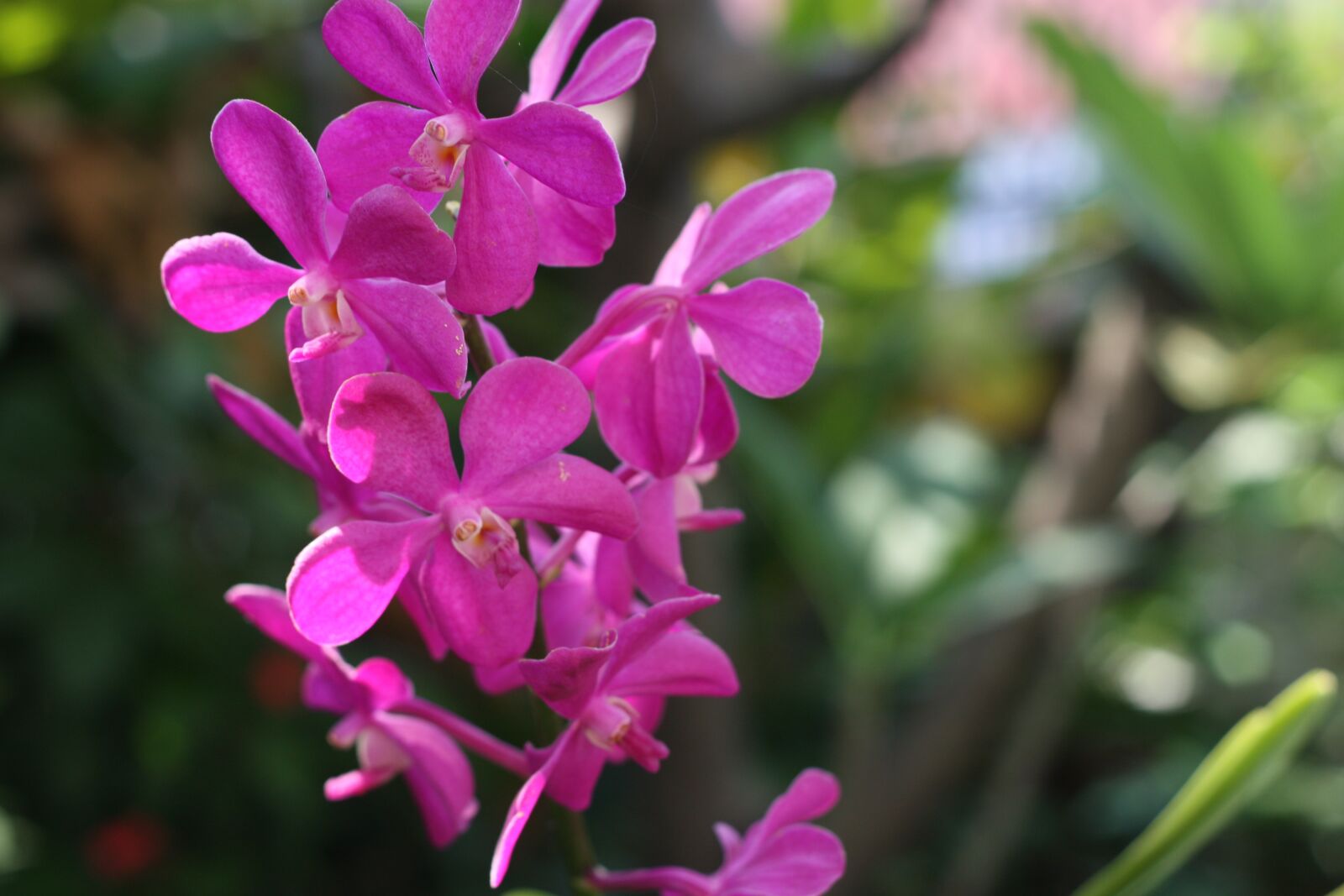 Canon EOS 450D (EOS Rebel XSi / EOS Kiss X2) sample photo. Flower, nature, orchids photography