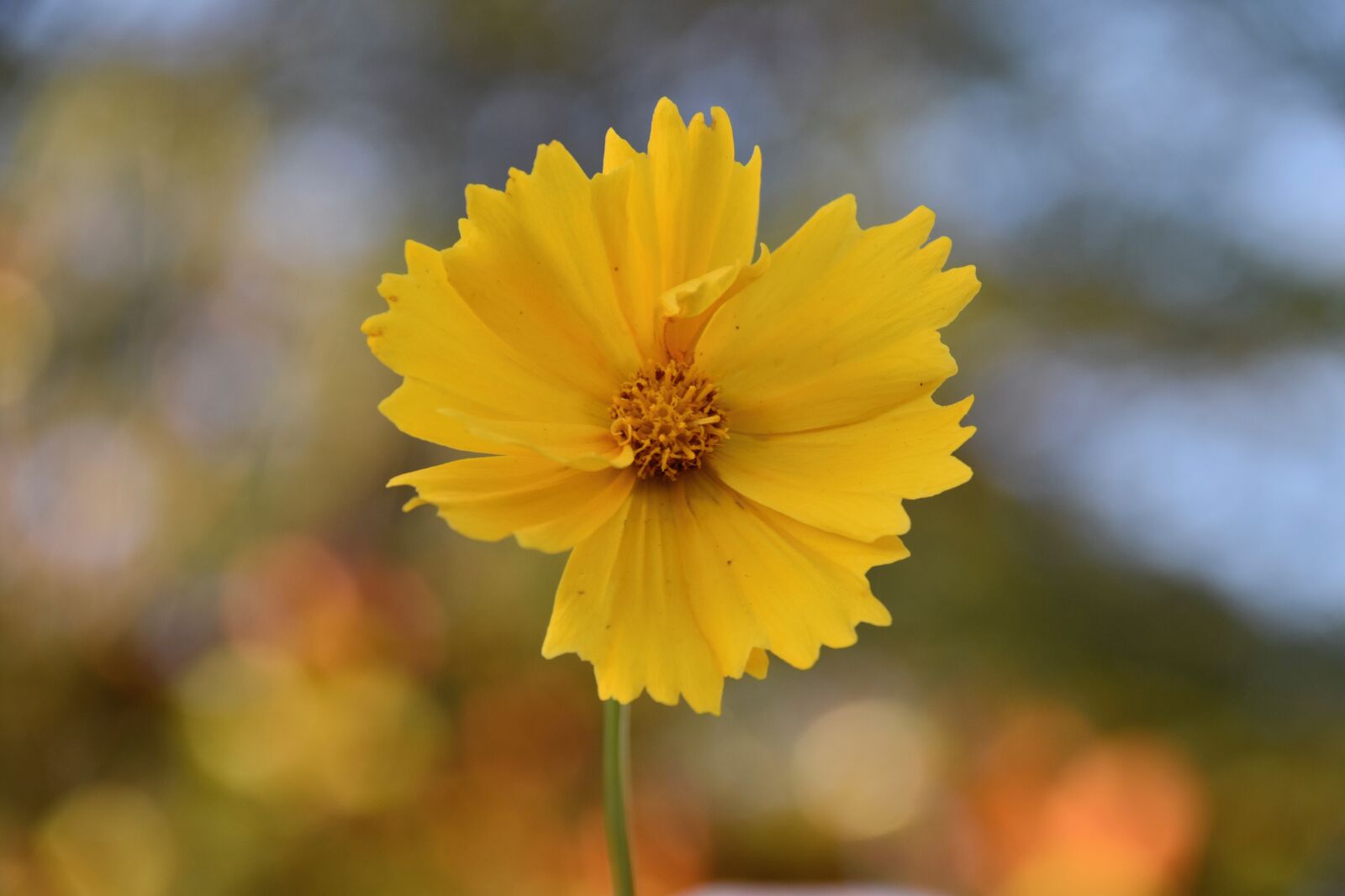 Nikon D5600 sample photo. Flower, yellow flower, flora photography