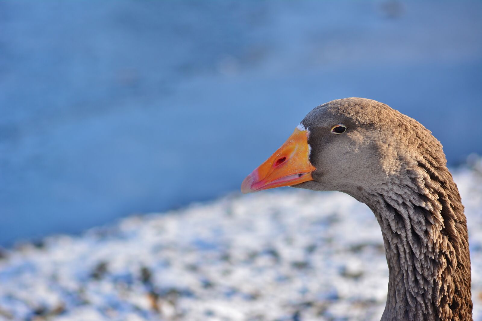 Nikon D5200 sample photo. Nature, winter, greylag goose photography