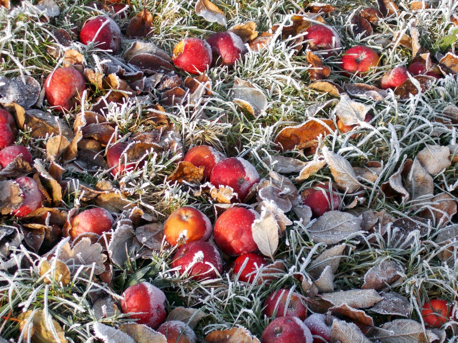 Nikon Coolpix L31 sample photo. Frost, winter, apple photography