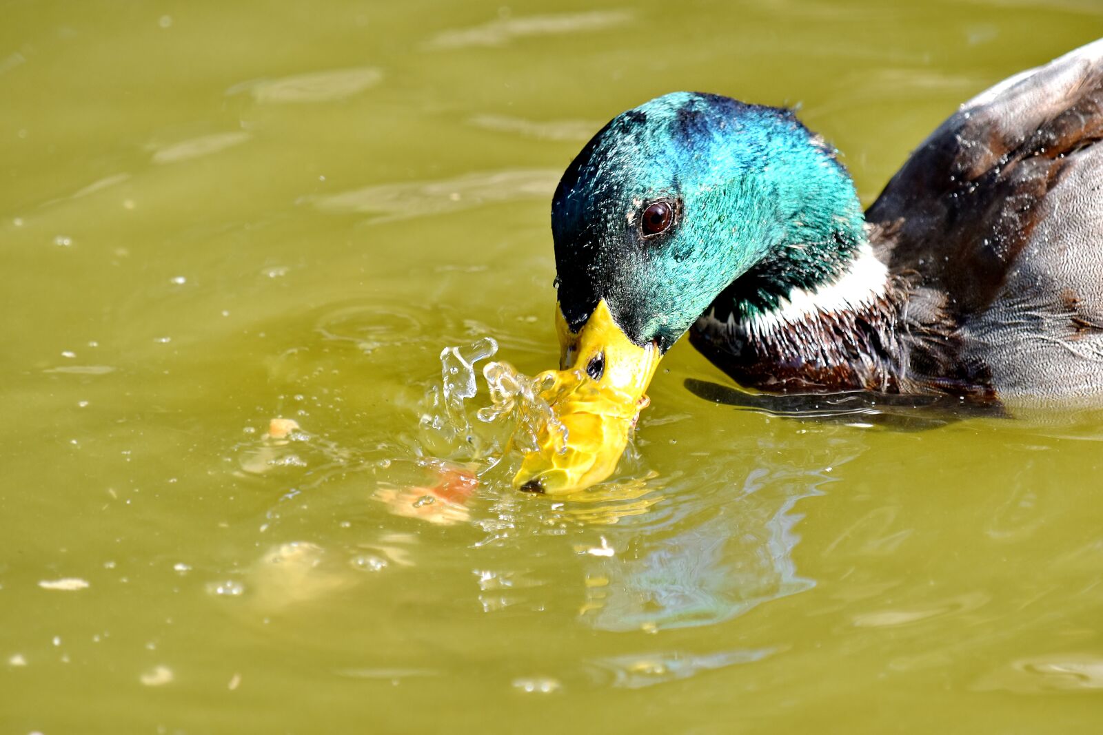 Nikon D5500 sample photo. Beak, close-up, head, mallard photography