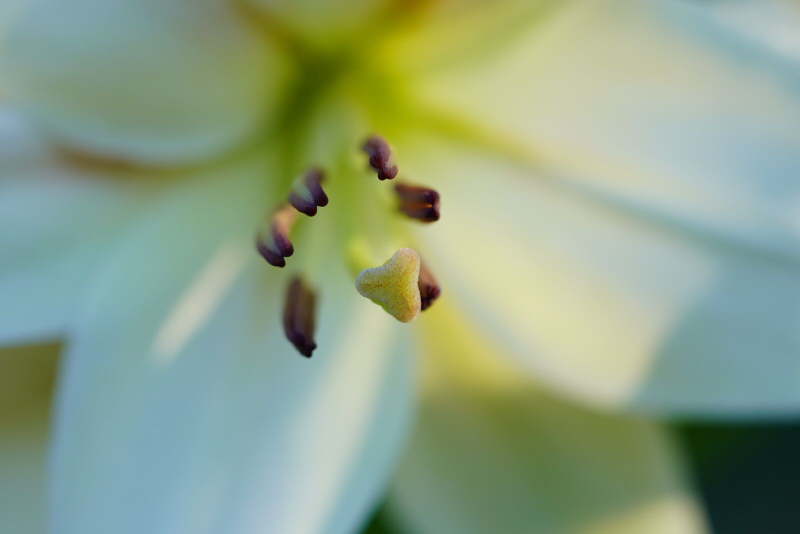Sony a7 III sample photo. Lily blossom, lily, stamen photography