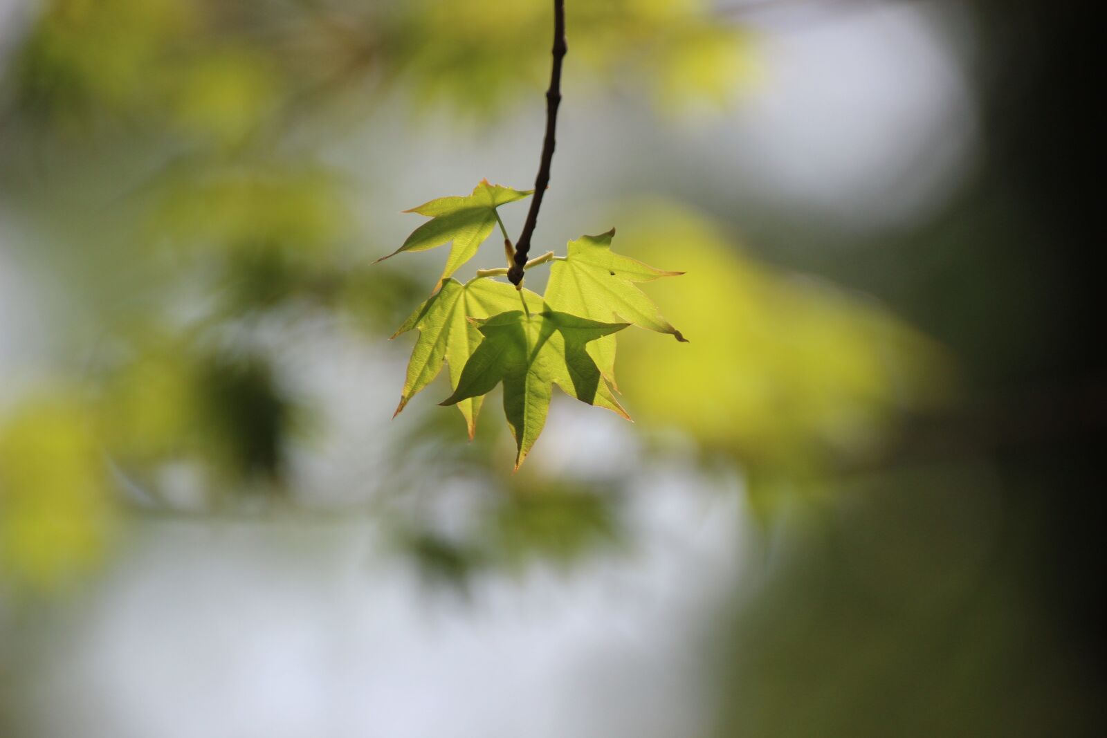 Canon EOS 600D (Rebel EOS T3i / EOS Kiss X5) sample photo. "Nature, maple, leaves" photography