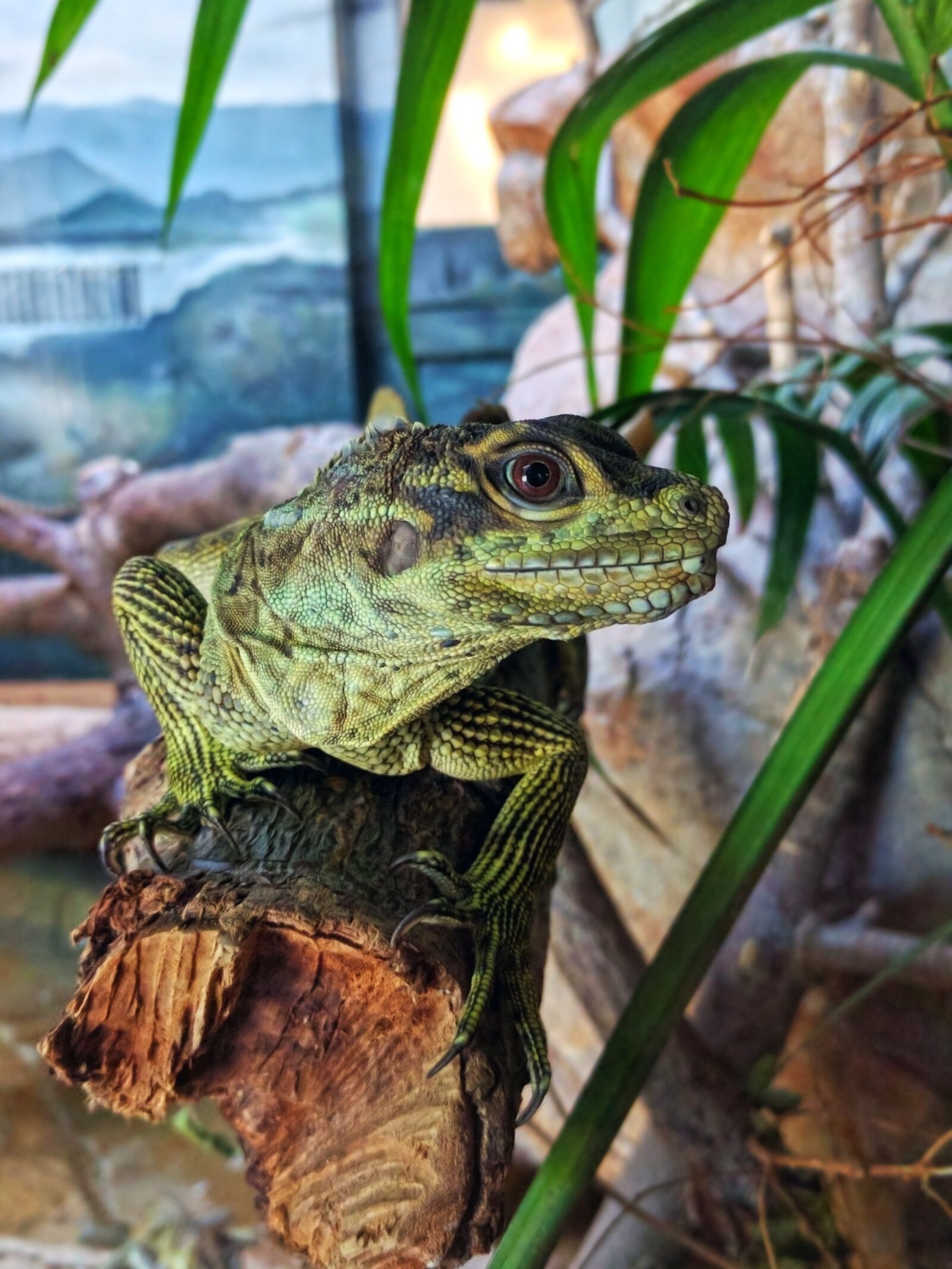 LG Nexus 5X sample photo. Lizard, green, reptile photography