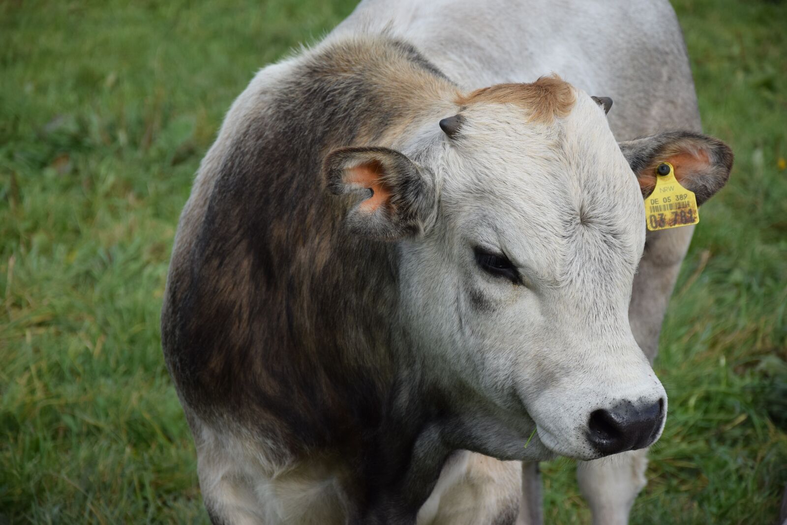 Nikon D3300 sample photo. Bull, agriculture, bauer photography