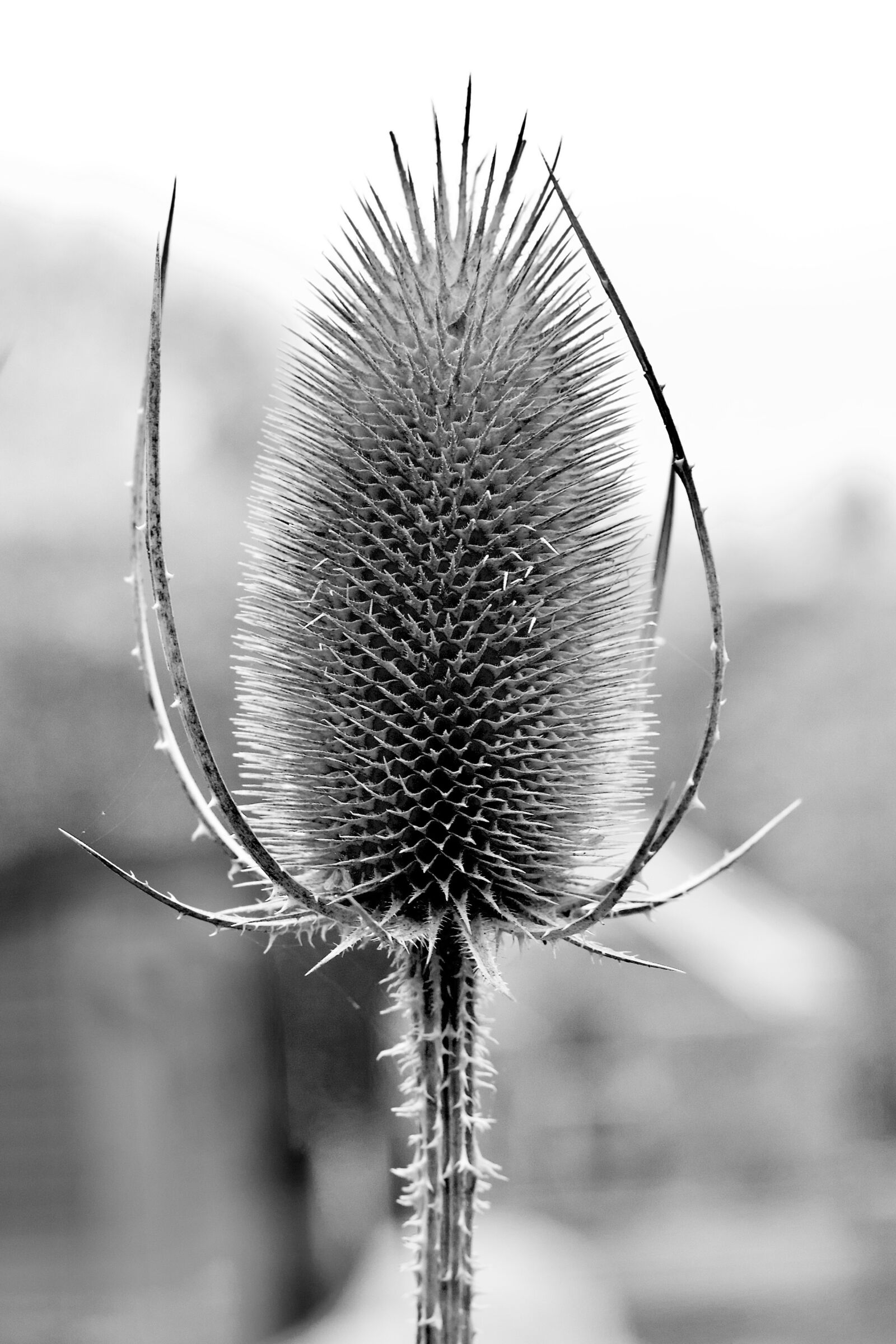 Canon EOS 1100D (EOS Rebel T3 / EOS Kiss X50) + Canon EF 50mm F1.8 STM sample photo. Teasel, structure, nature photography