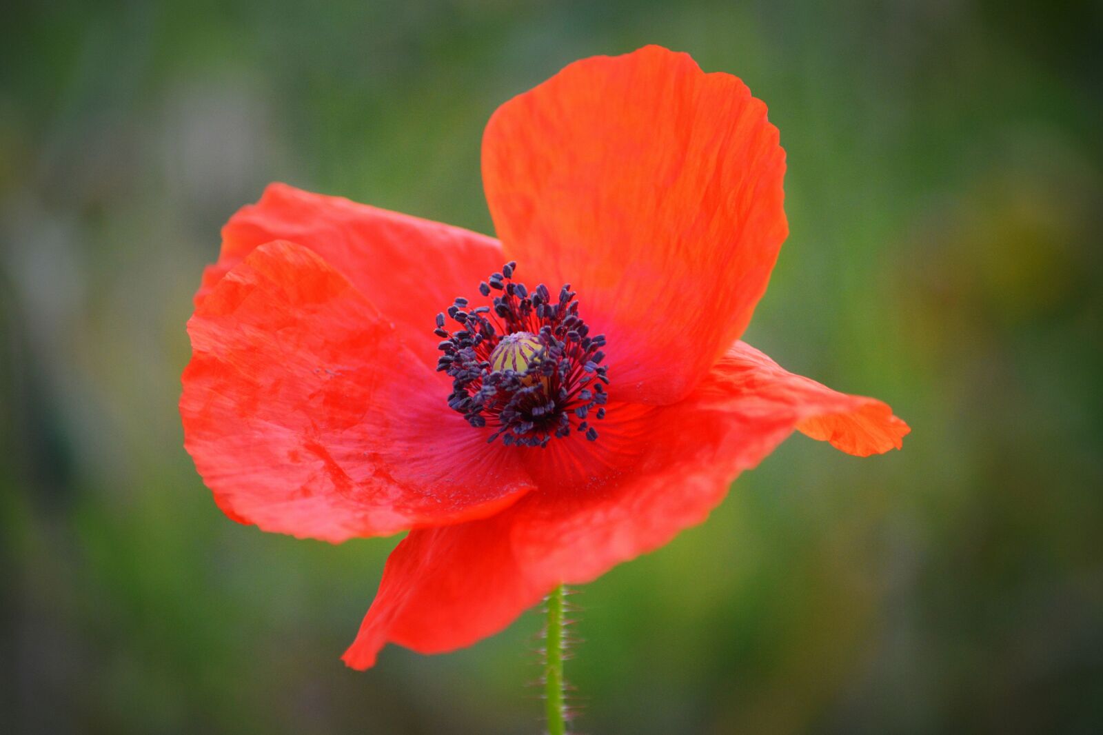 Nikon D5200 sample photo. Flower, poppy, spring photography