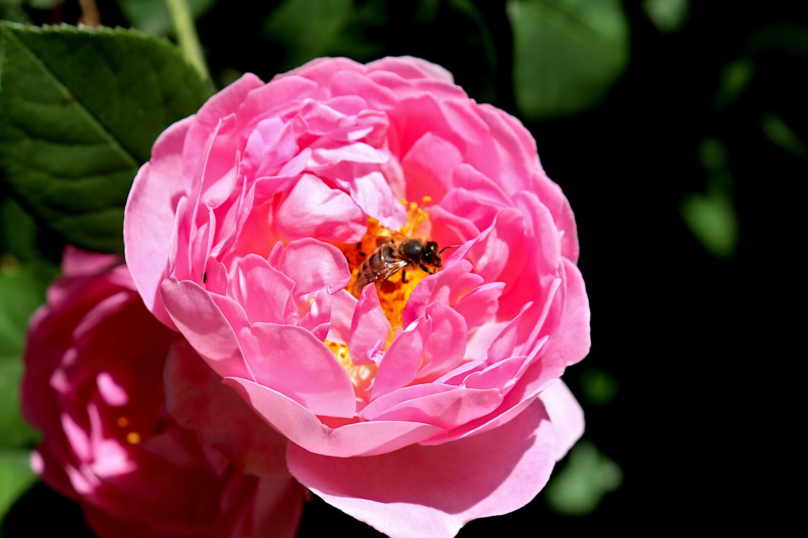 Canon EOS 800D (EOS Rebel T7i / EOS Kiss X9i) sample photo. Pink, flowers, flowering shrubs photography