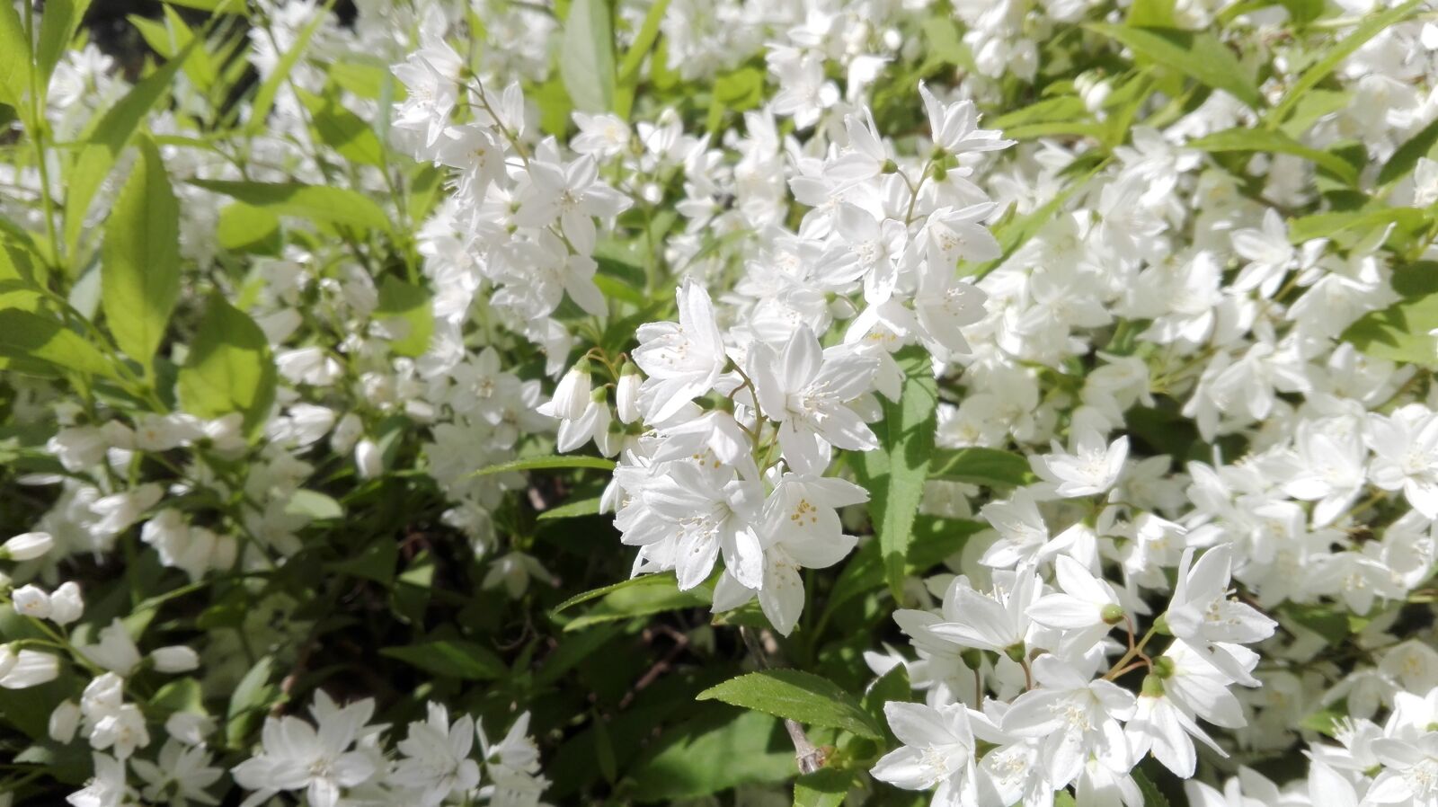 HUAWEI P8 Lite sample photo. Flower, nature, summer photography