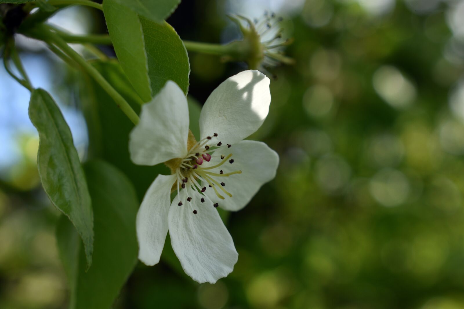 Nikon D3400 sample photo. Flower, flowers, flora photography