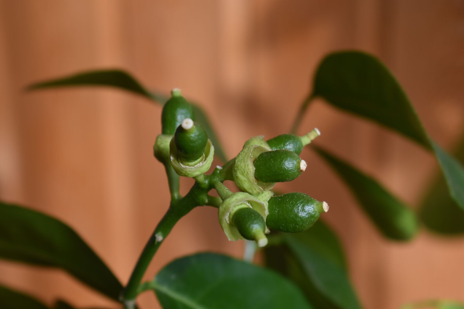 Nikon D3400 sample photo. Lemon, young, green photography