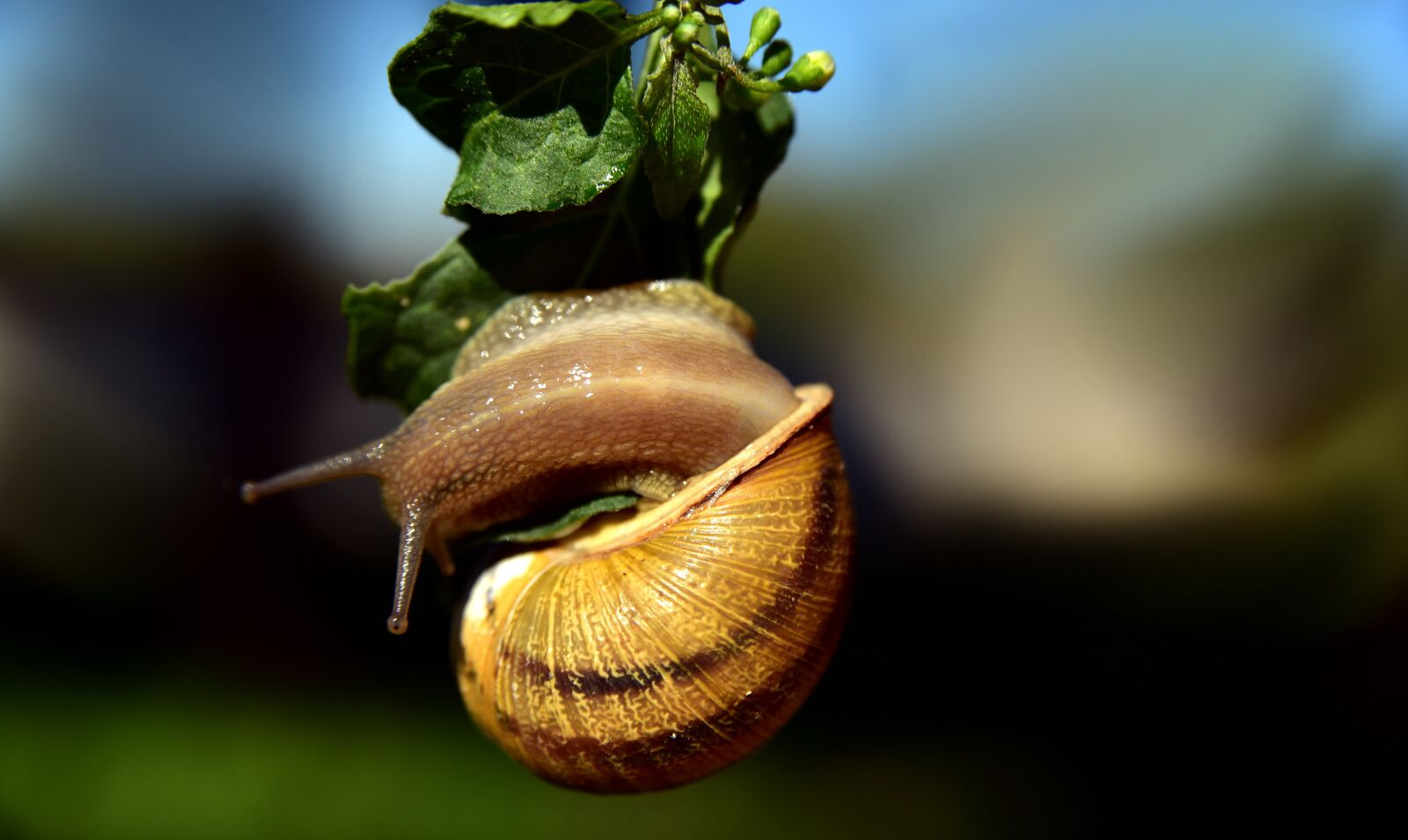 Nikon D750 sample photo. Snail, hanging, mollusk photography