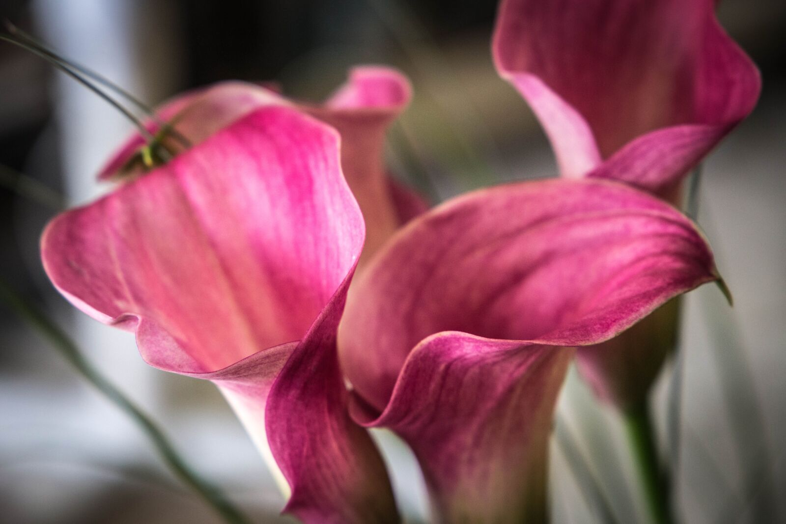 Canon EF 24-105mm F3.5-5.6 IS STM sample photo. Arum, flower, nature photography