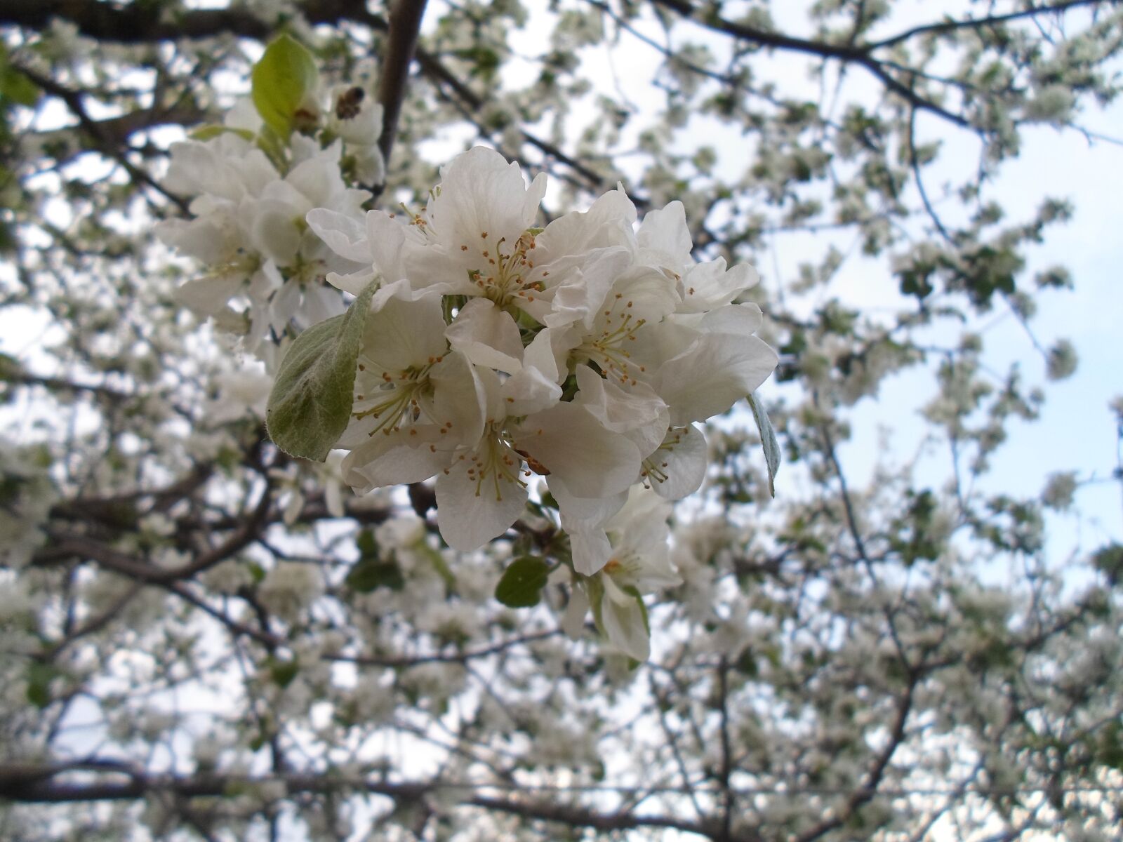 Samsung ST77 / ST79 sample photo. Apple tree, flowers, garden photography