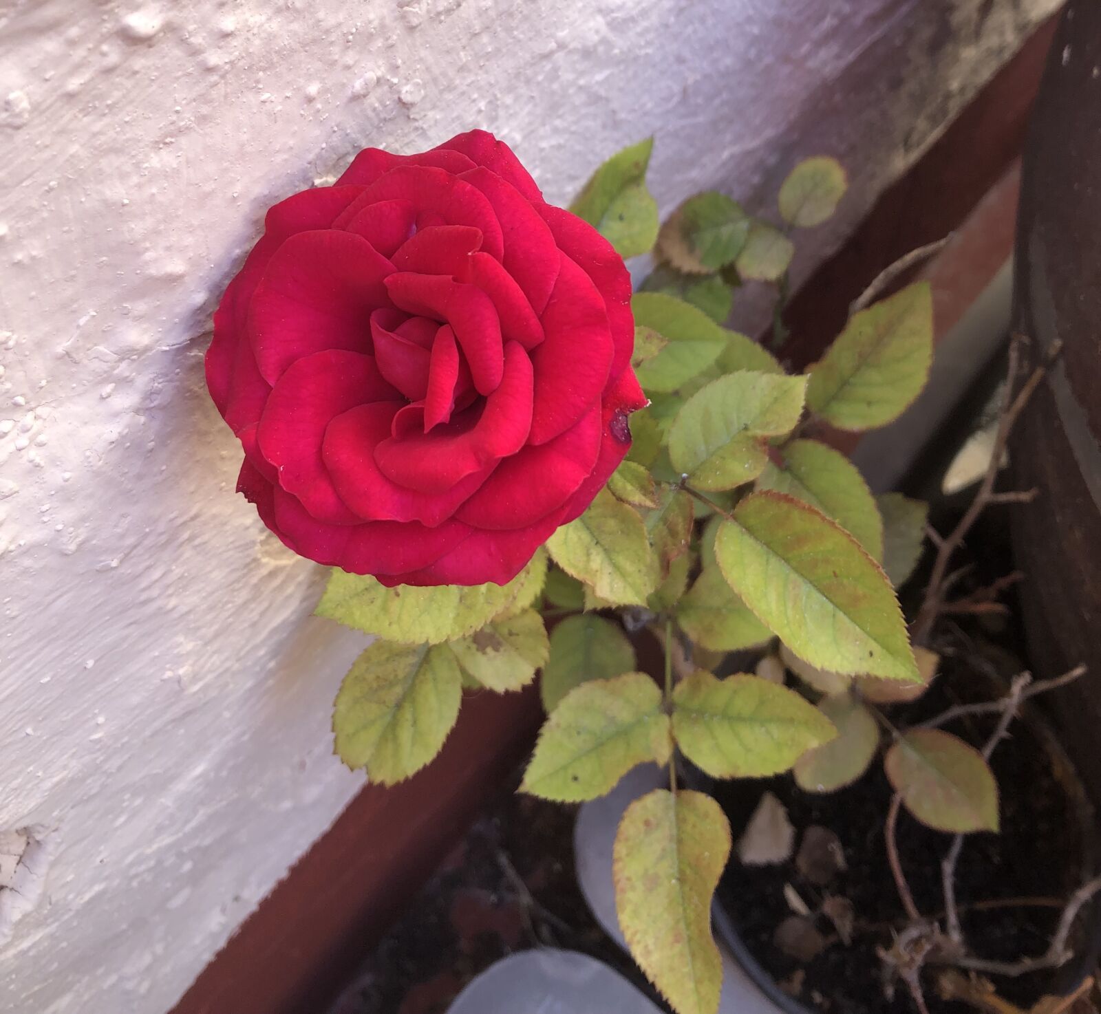 Apple iPhone 8 sample photo. Flower, rosa, rose photography