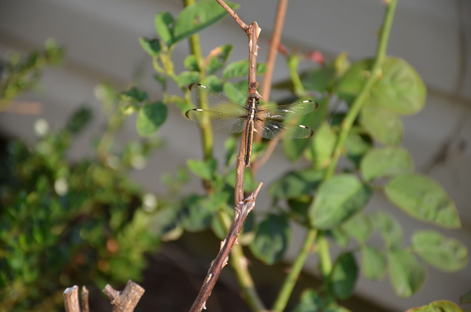 Nikon D7000 sample photo. Dragonfly, nature, insect photography