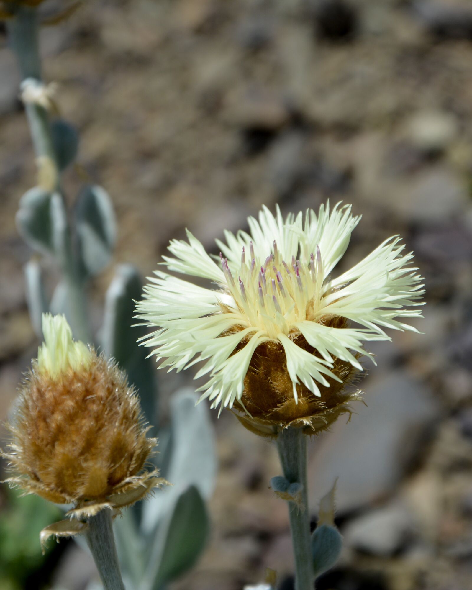 Nikon D7100 sample photo. Flower, nature, macro photography