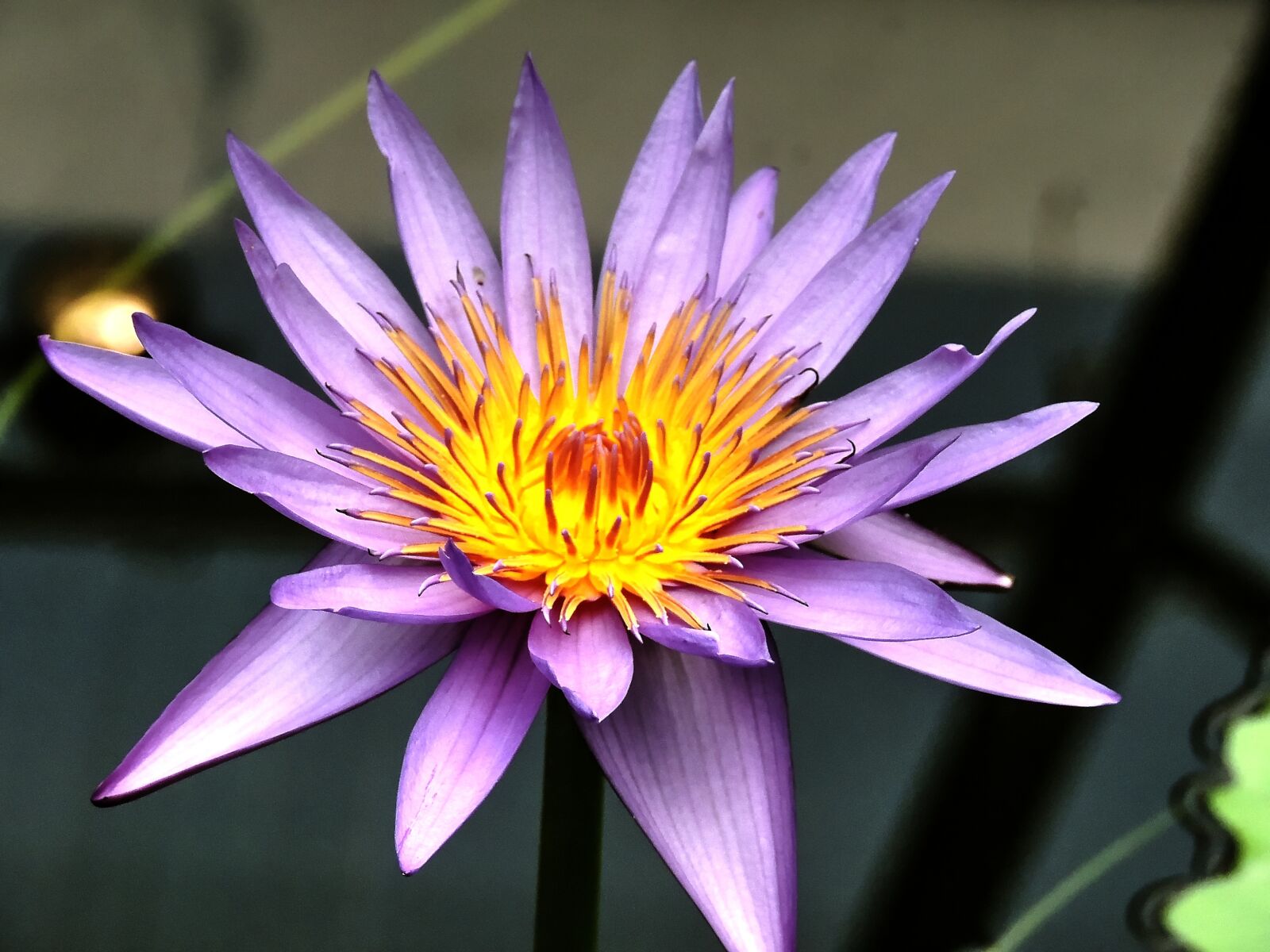 Nikon Coolpix P510 sample photo. Waterleliebloem, water lily, flower photography