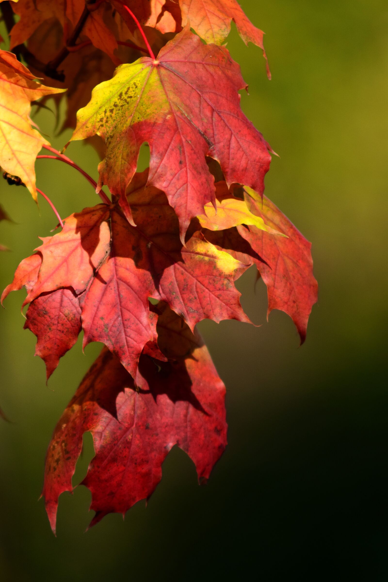 Nikon D3300 sample photo. Maple, leaves, autumn photography