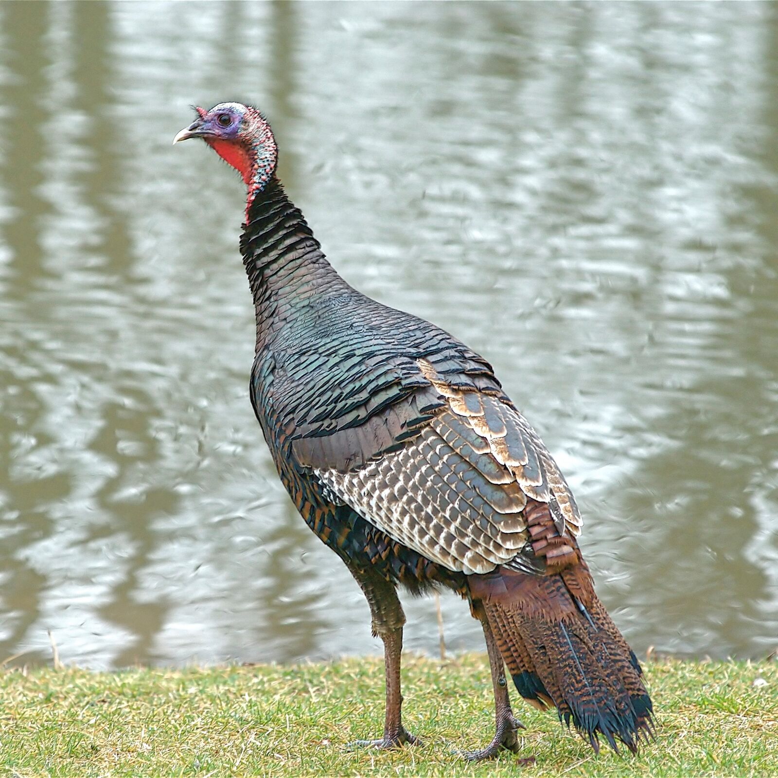 Nikon D200 sample photo. Wild turkey, turkey, wildlife photography