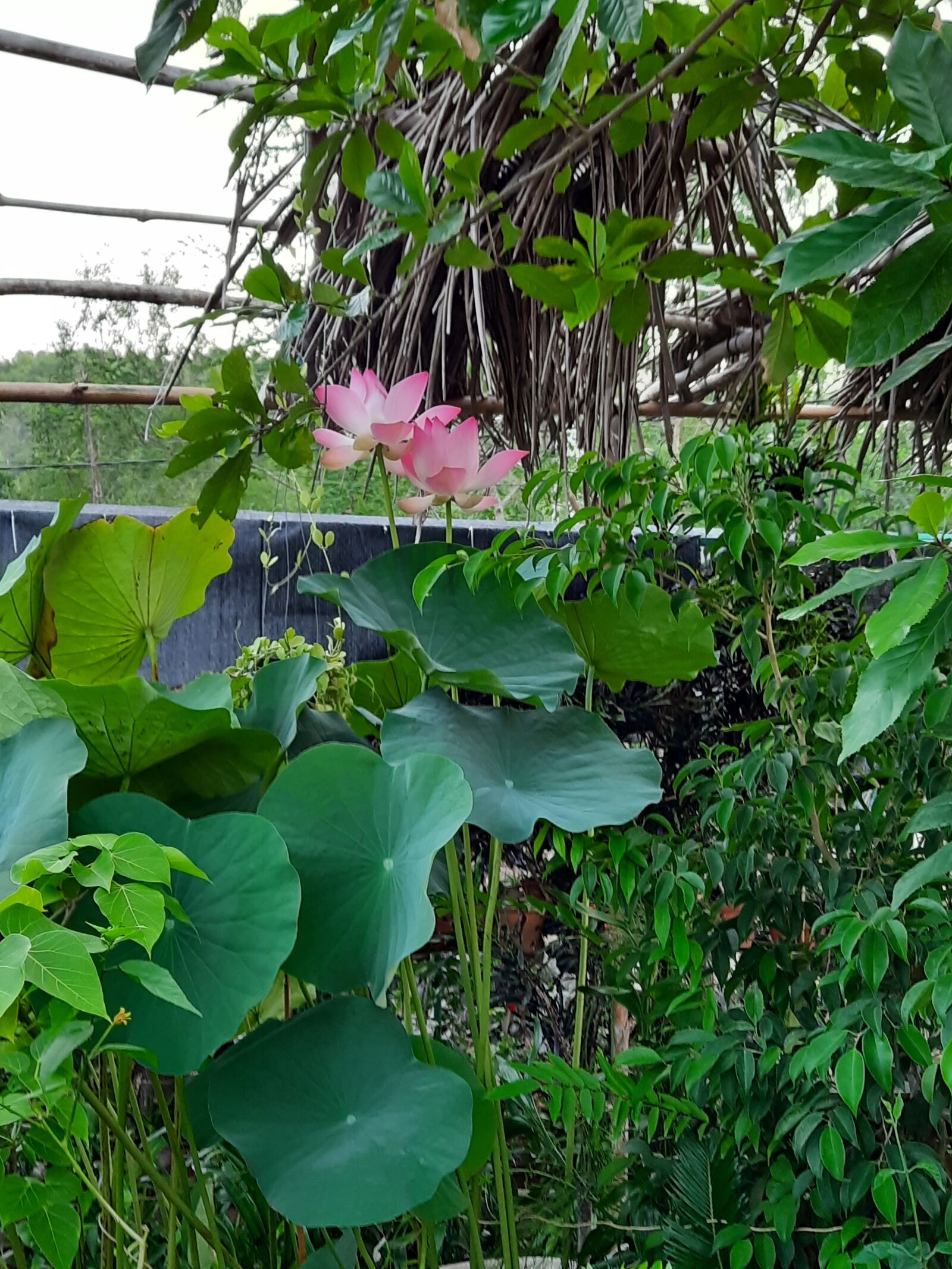 Samsung SM-M215F sample photo. Pink lotus, lotus flower photography