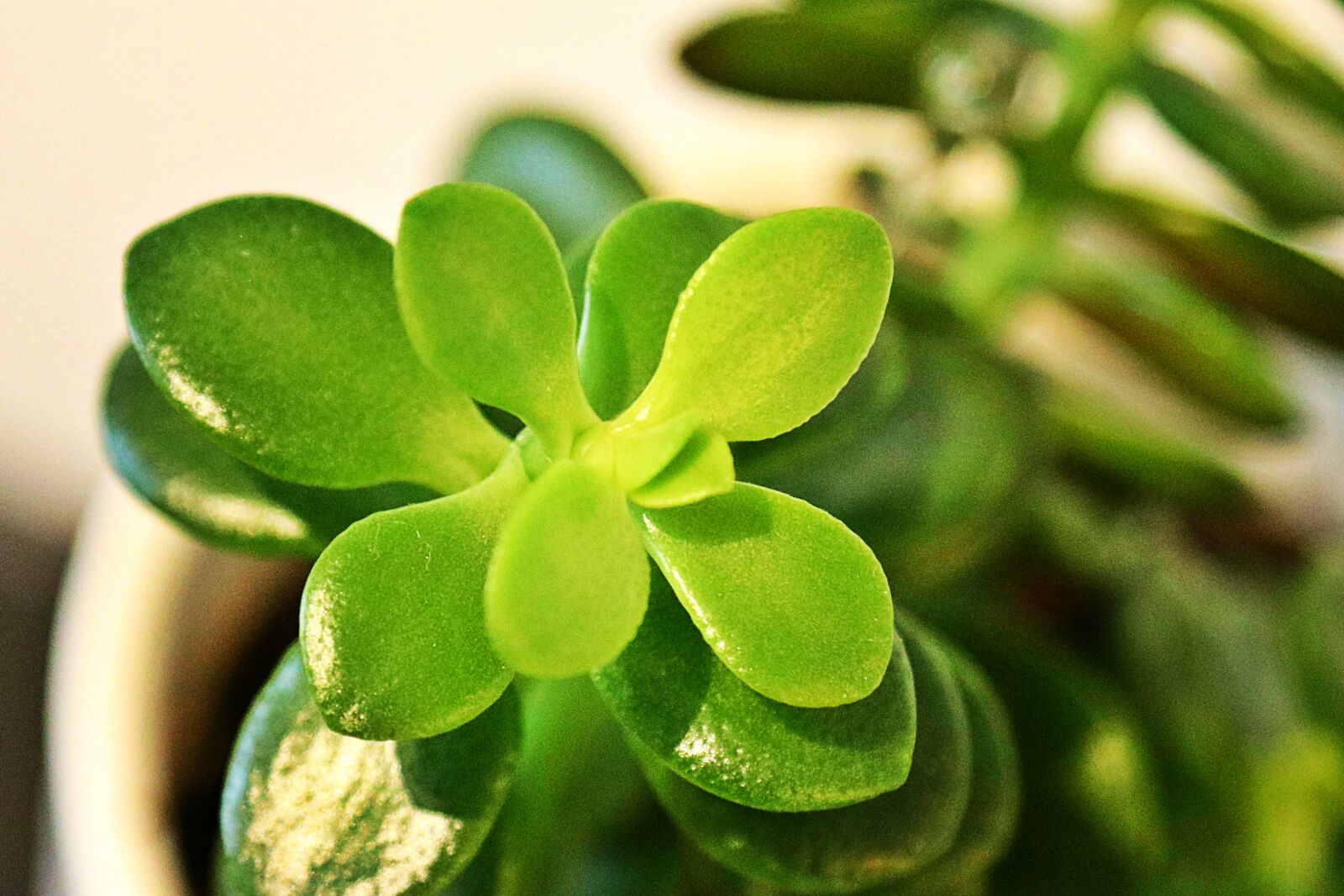 Canon EOS 80D sample photo. Indoor, plants, leaves photography