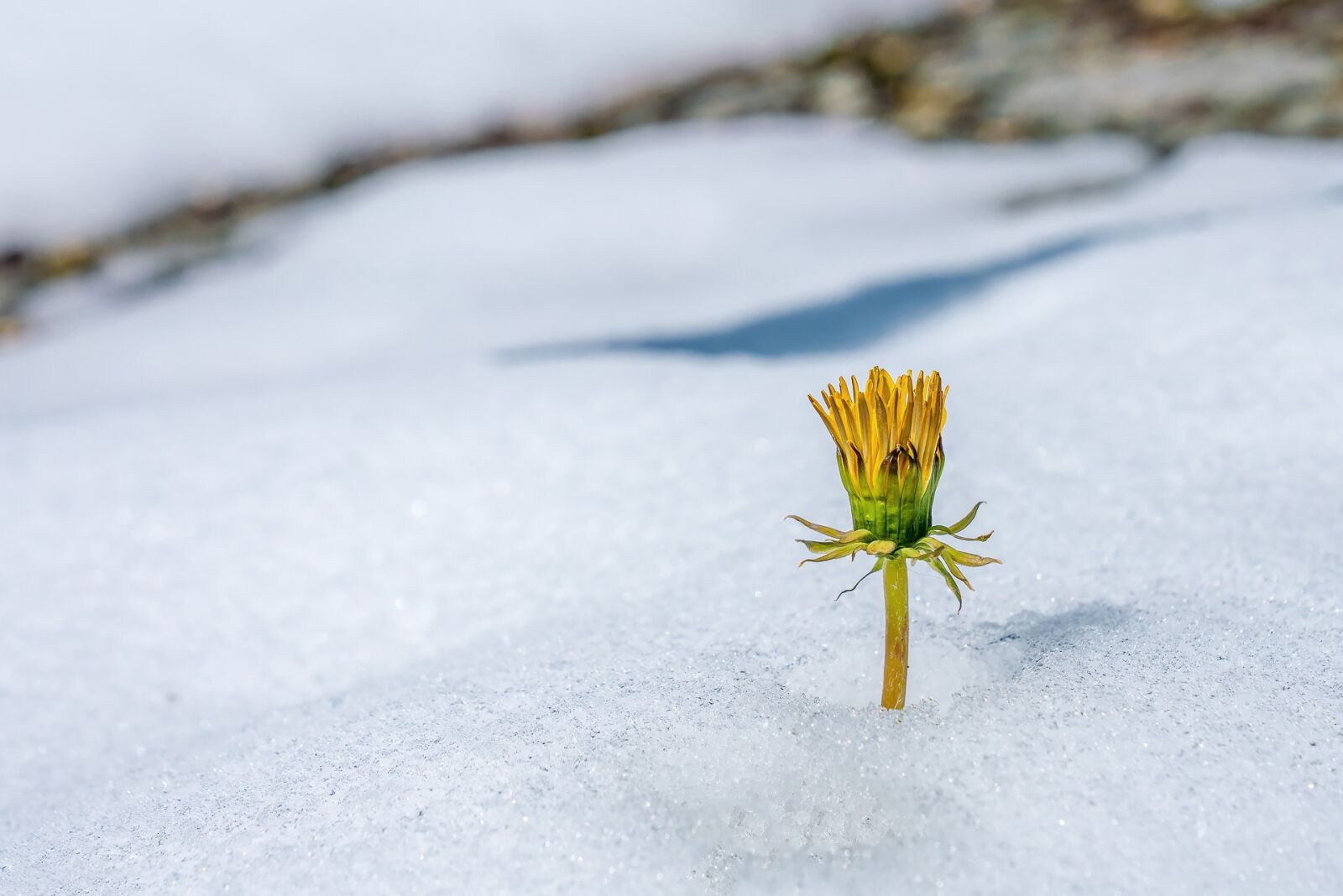 Sony a7R II + Sony FE 24-70mm F2.8 GM sample photo. Snow, nature, winter photography