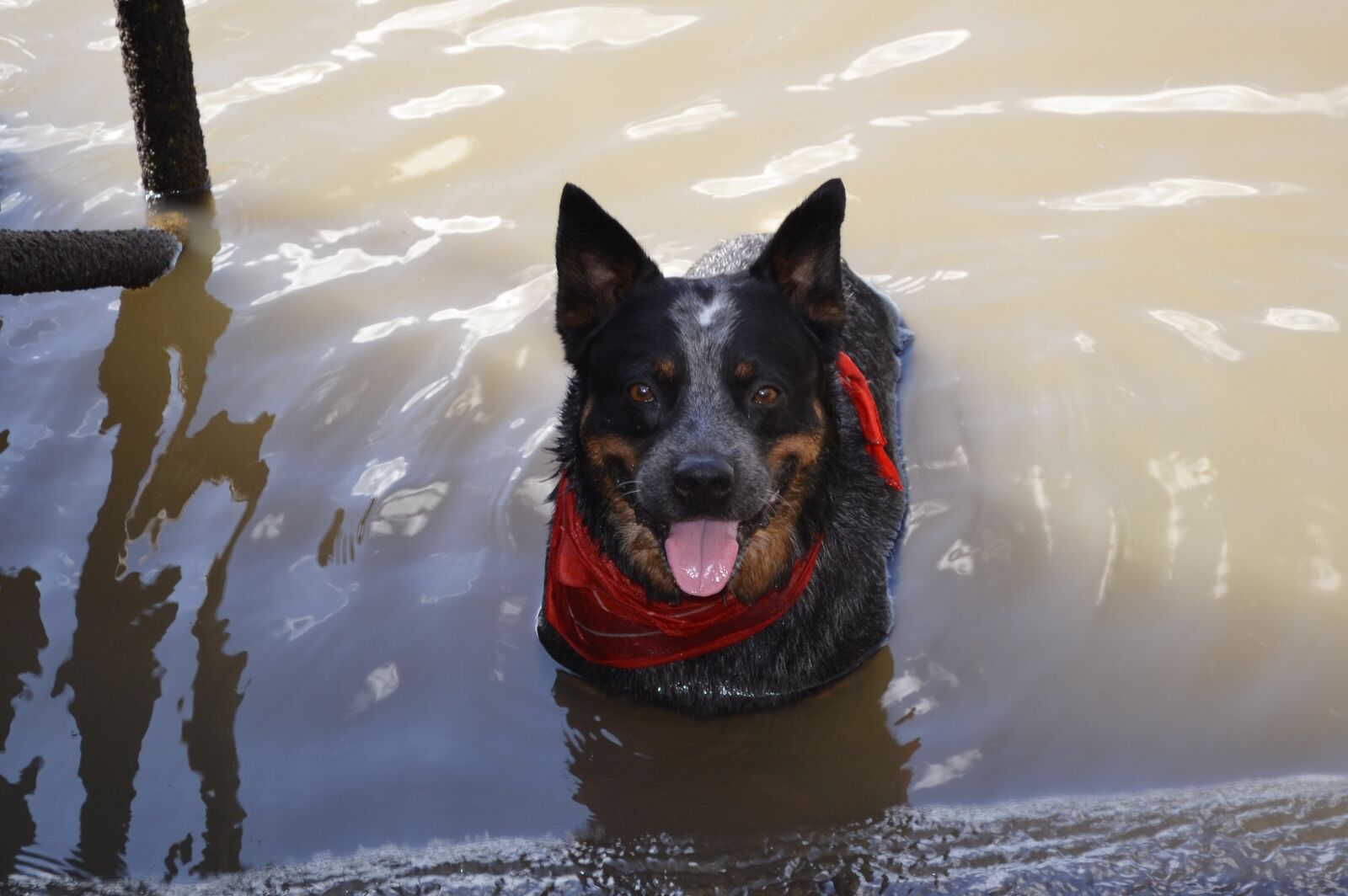 Nikon D3100 sample photo. Dog, canine, animal photography