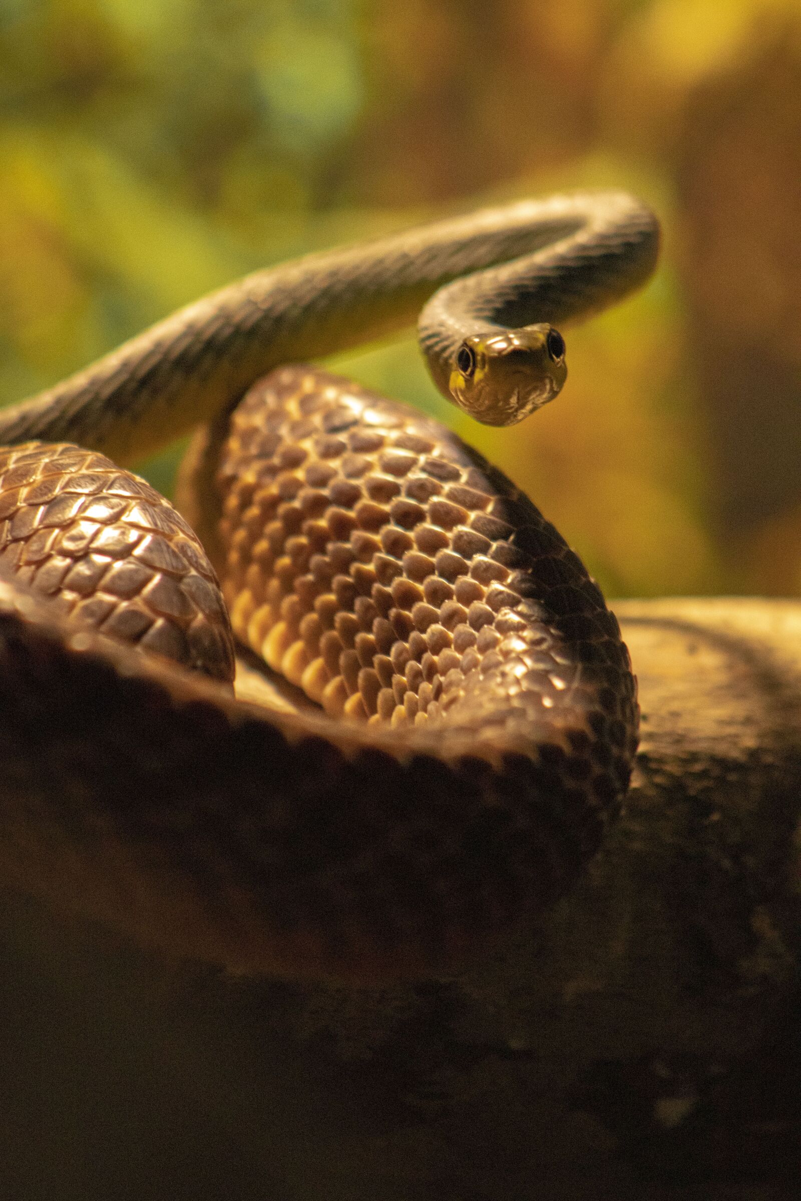 Canon EF75-300mm f/4-5.6 sample photo. Australia, common tree snake photography