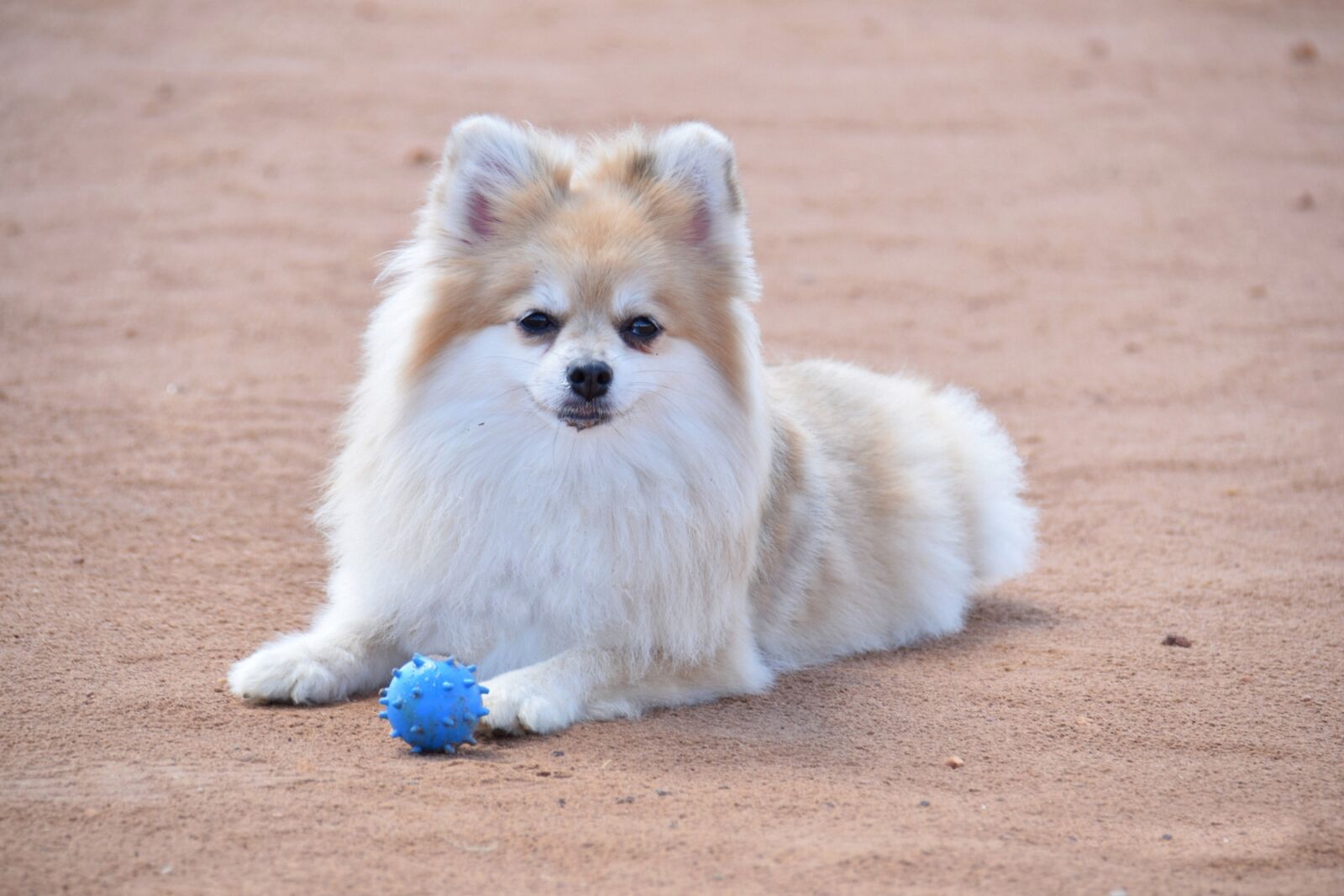 Nikon D5300 sample photo. Dog, pet, puppy photography