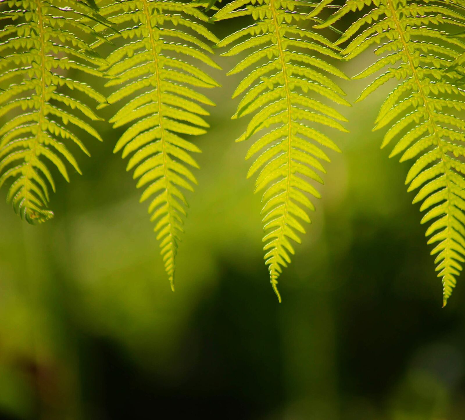 Canon EOS 600D (Rebel EOS T3i / EOS Kiss X5) sample photo. Ferns, woods, woodland photography