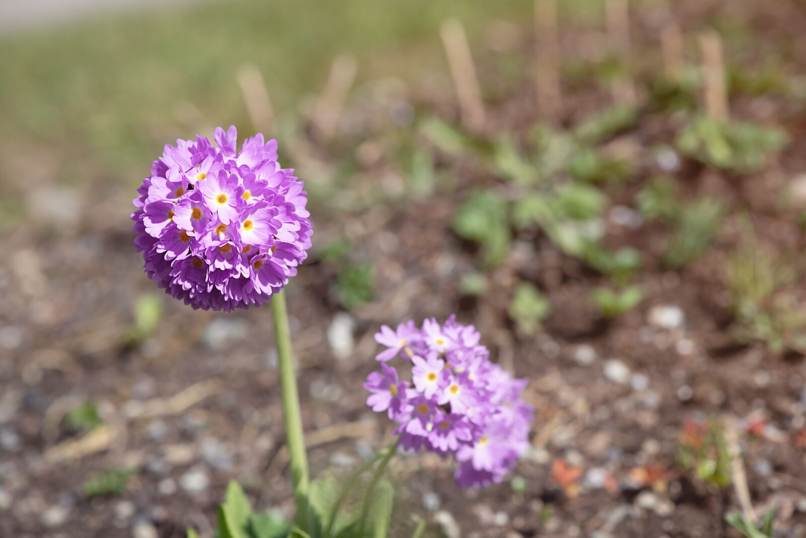 Nikon D750 sample photo. Primrose, drumstick, spring photography