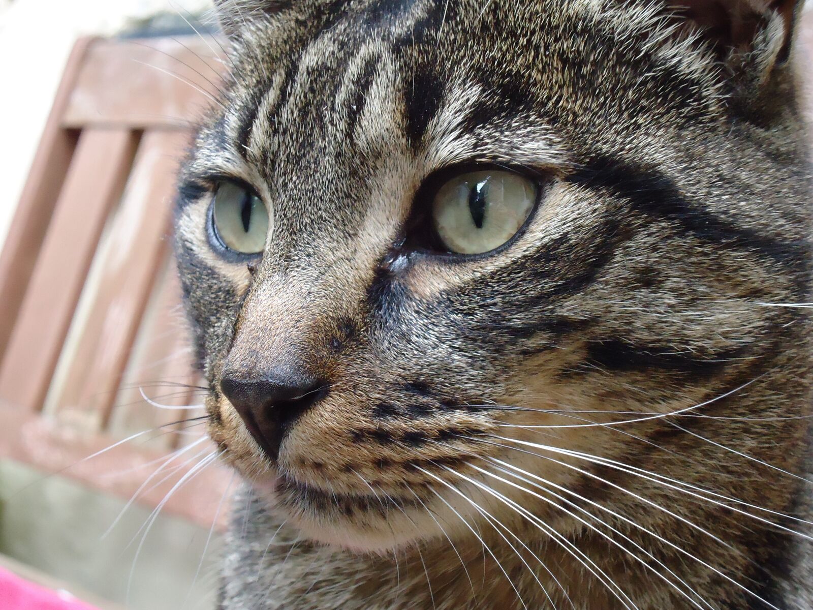Sony Cyber-shot DSC-W610 sample photo. Cat photography