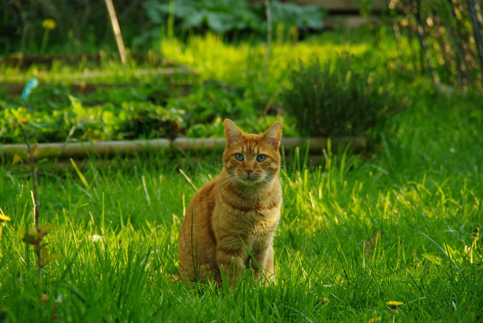 Pentax K20D sample photo. Cat, red cat, feline photography
