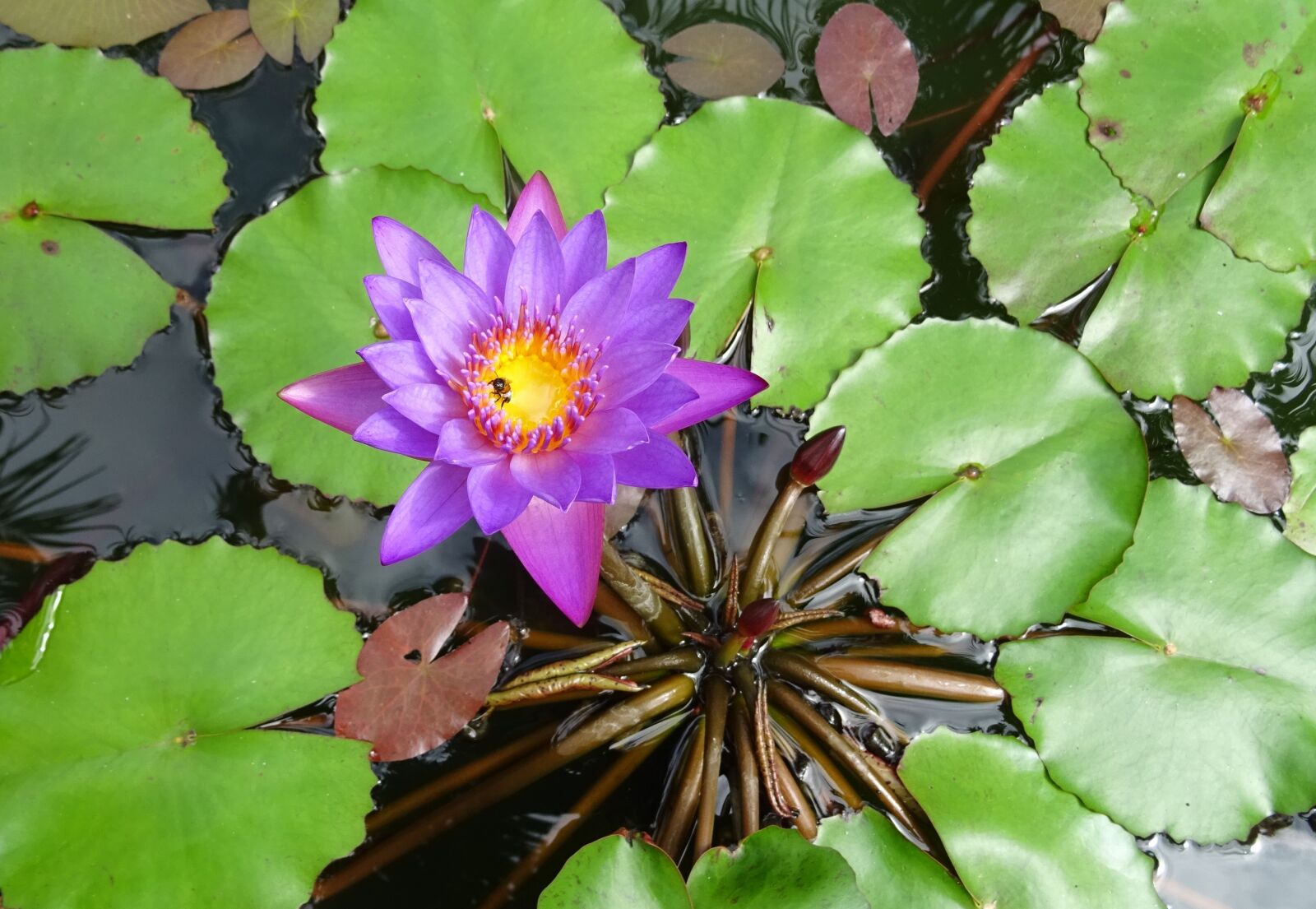 Sony DSC-HX60V sample photo. Lily, flower, blue water photography
