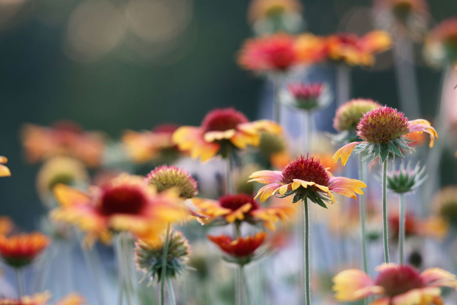 Canon EF 70-300 F4-5.6 IS II USM sample photo. Blanket flower, gaillardia aristata photography