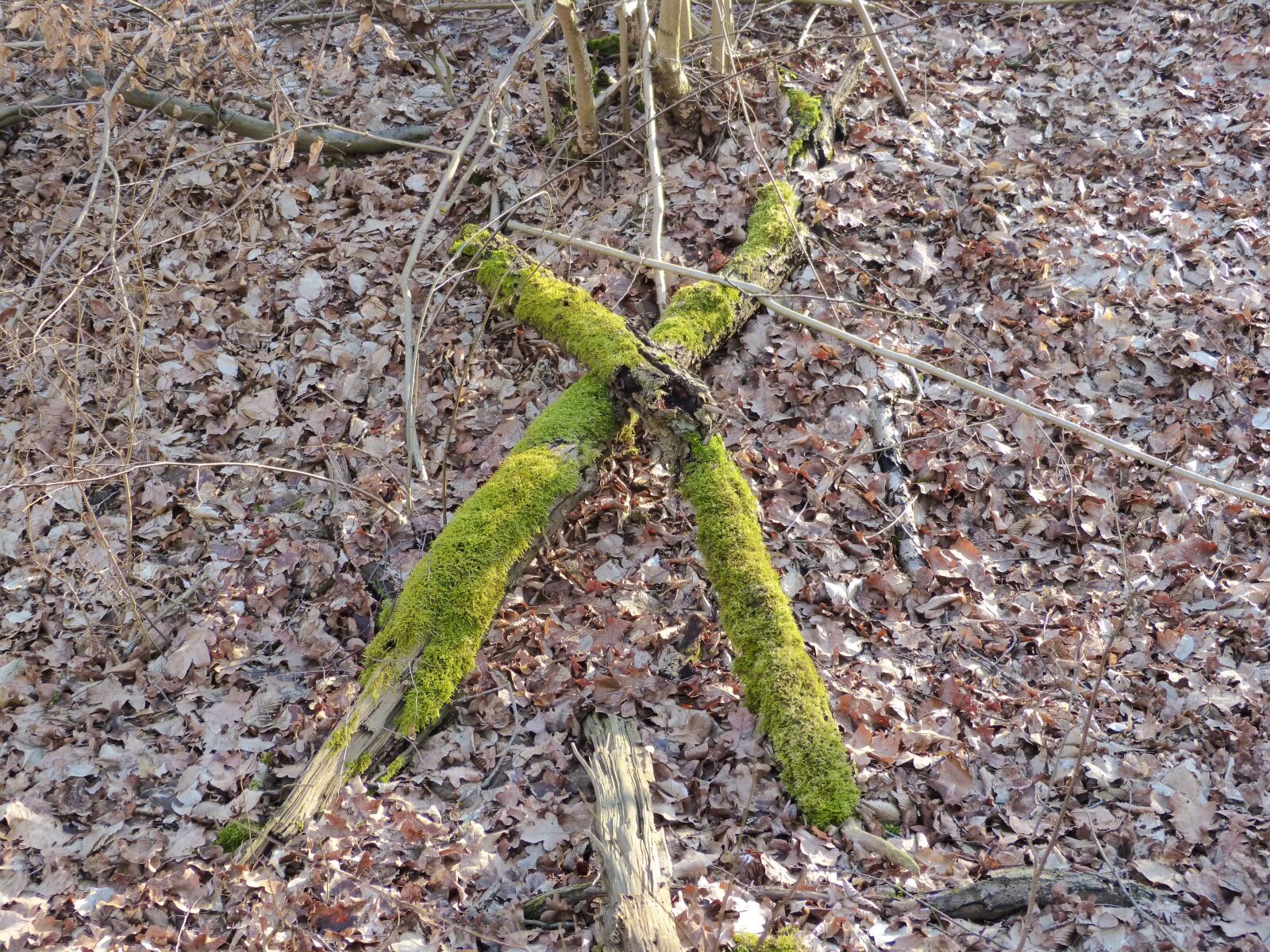 Panasonic DMC-FZ62 sample photo. Cross, tree trunks, bemoost photography