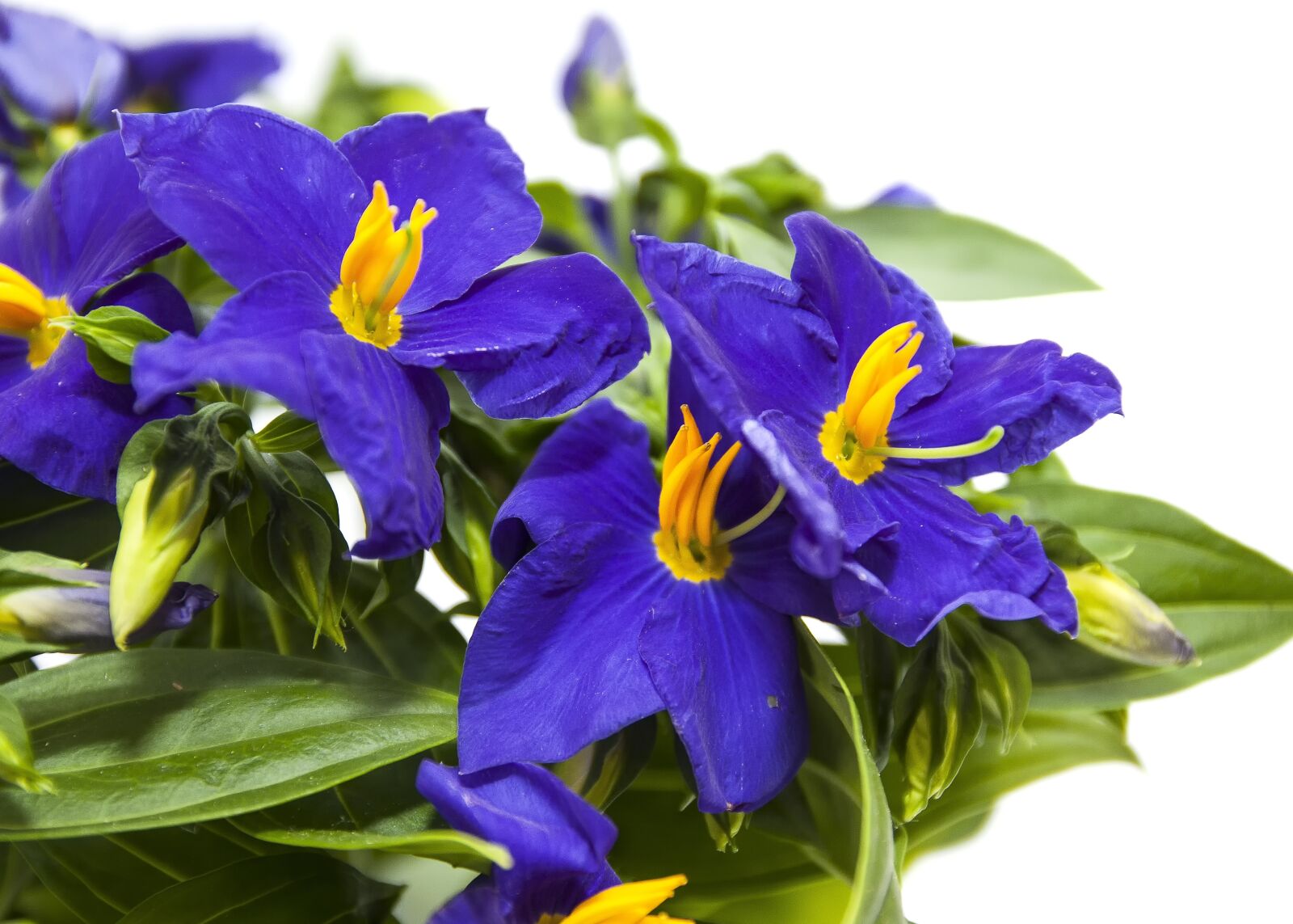 Canon EOS 50D sample photo. Campanula, bellflower, blue photography