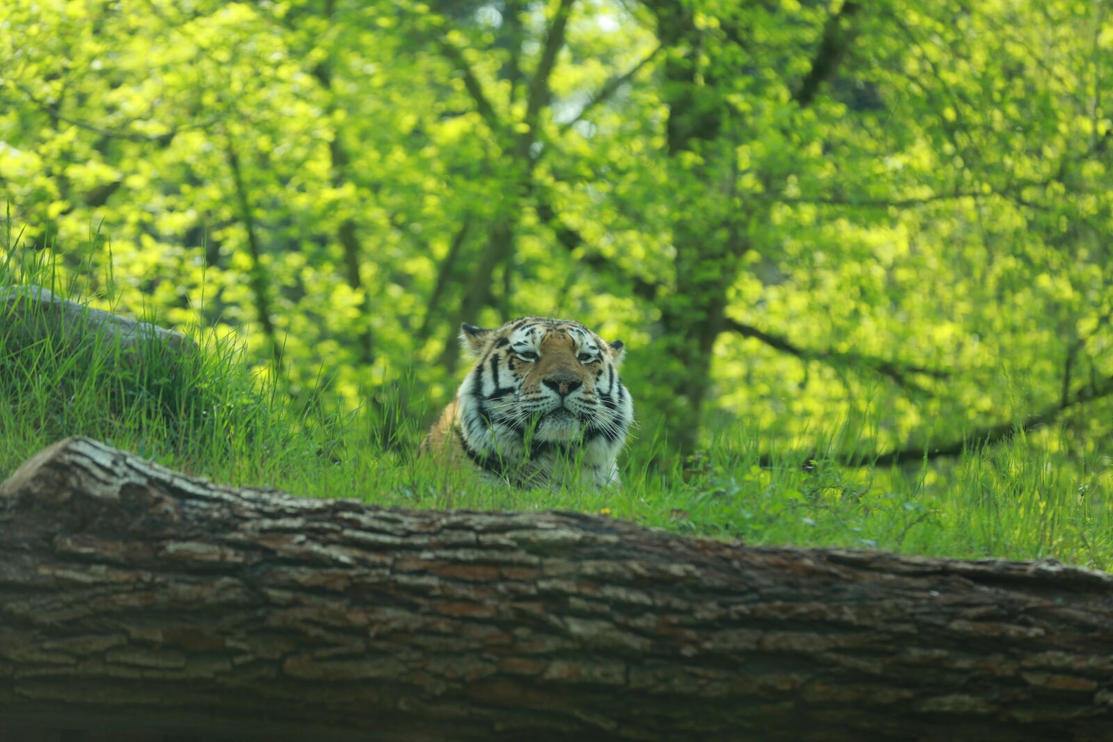 Canon EOS 5D Mark III sample photo. Nature, wood photography