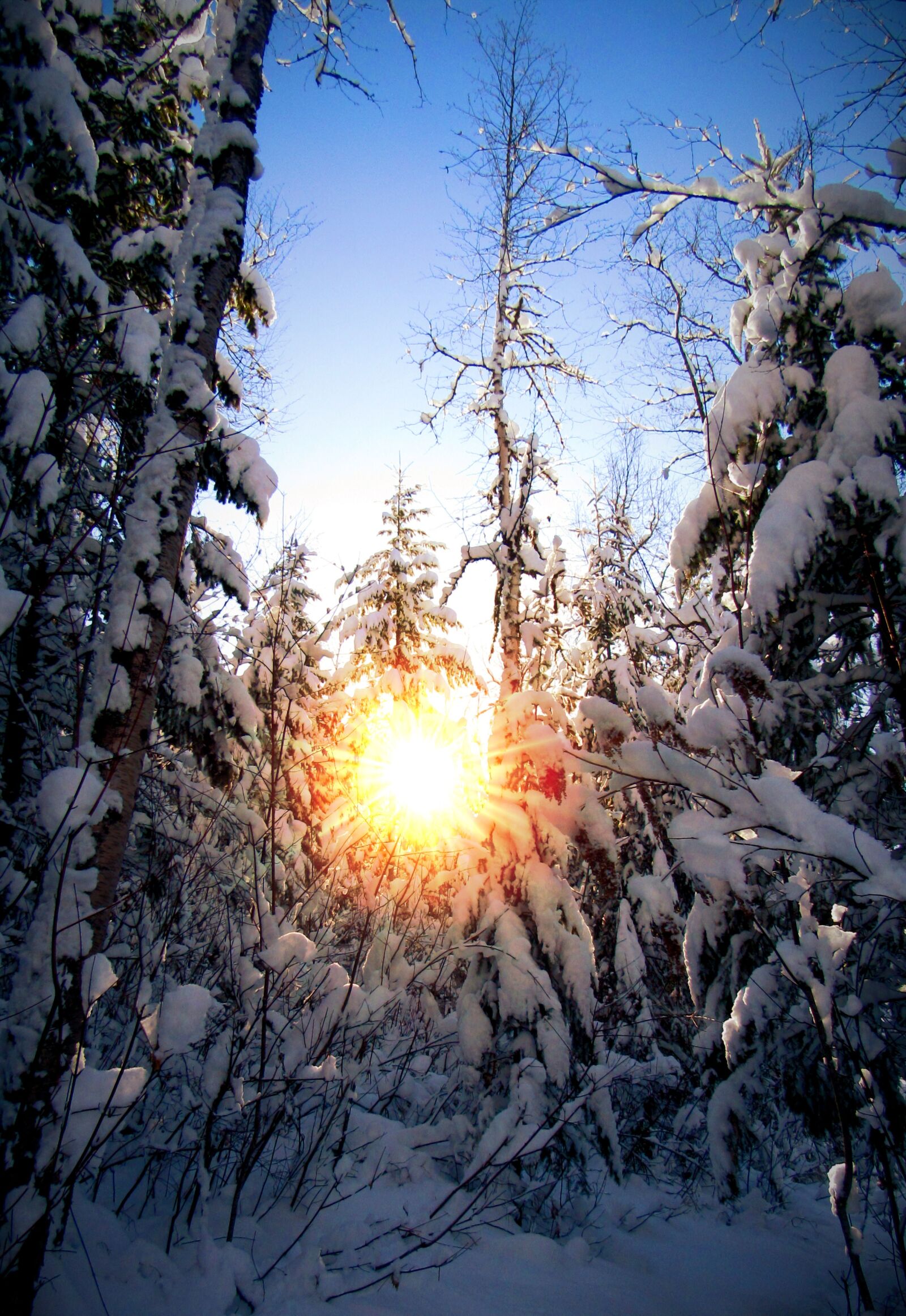 Canon PowerShot SX530 HS sample photo. Snow, morning, winter photography