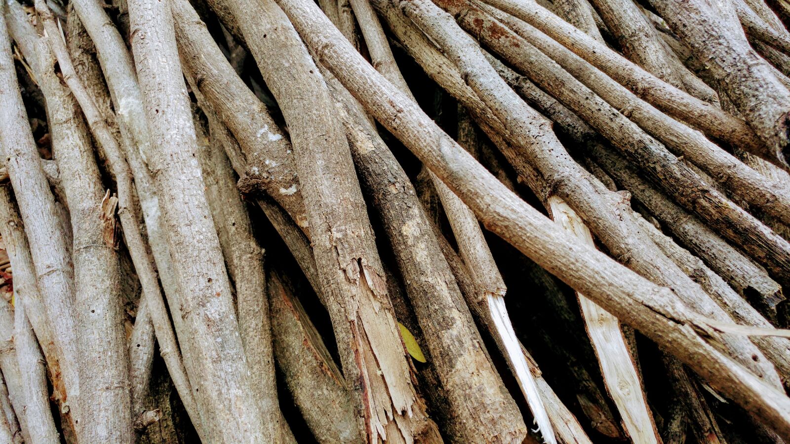LG G5 sample photo. Logs, firewood, cord wood photography